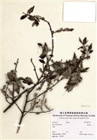 藏品(臺東柳)的圖片